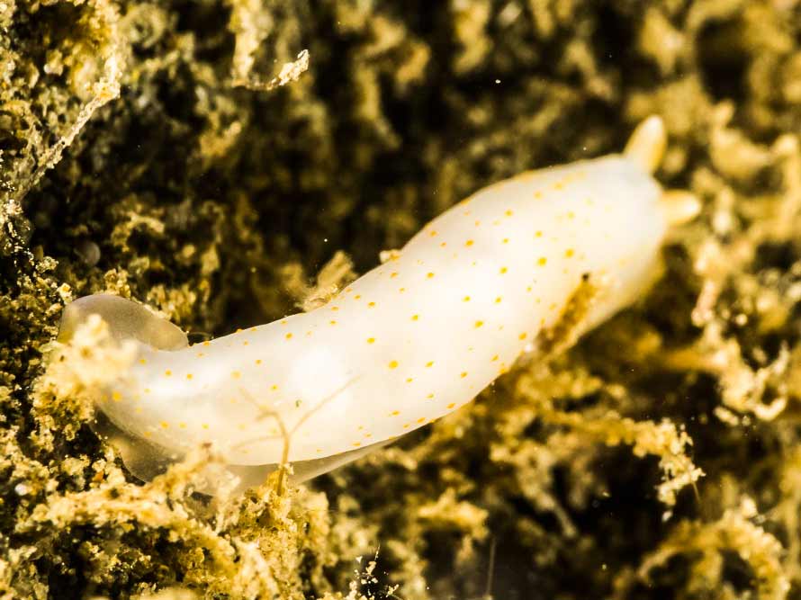 Gymnodoris sp. 10